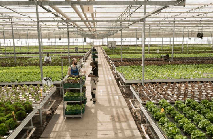 ¿POR QUÉ MEJORAR LAS PRÁCTICAS DE HORTICULTURA?