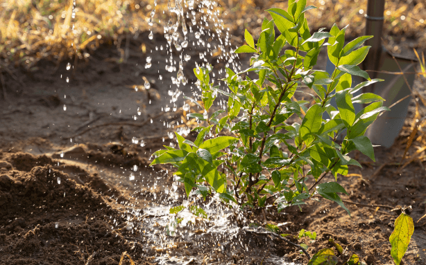 NECESIDAD DE CONSERVACIÓN DEL AGUA PARA LA AGRICULTURA SOSTENIBLE